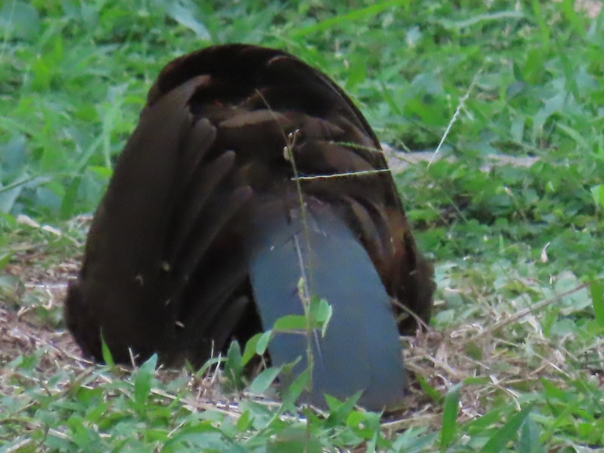 Chachalaca Culirroja - ML627726359