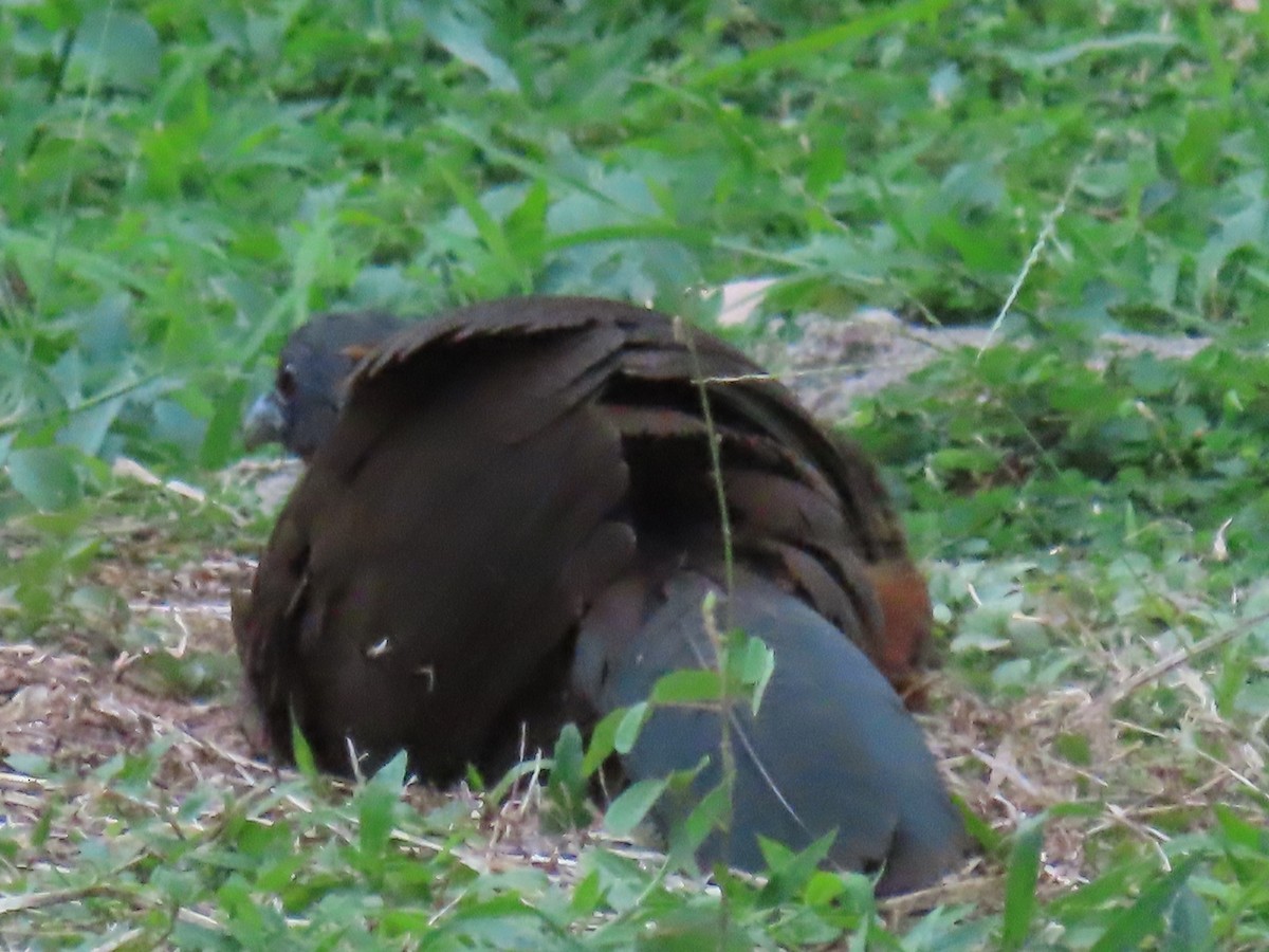 Chachalaca Culirroja - ML627726363