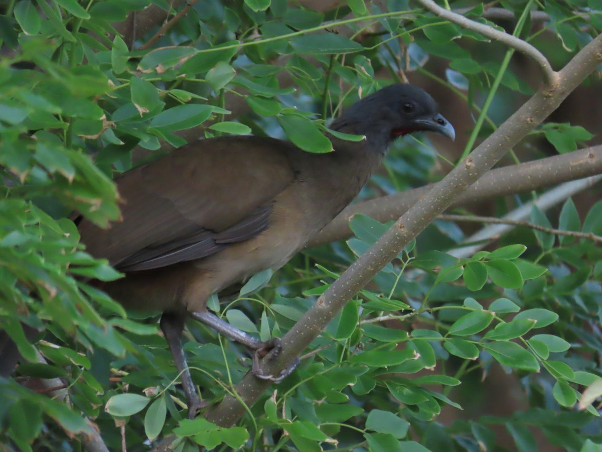 Chachalaca Culirroja - ML627726371