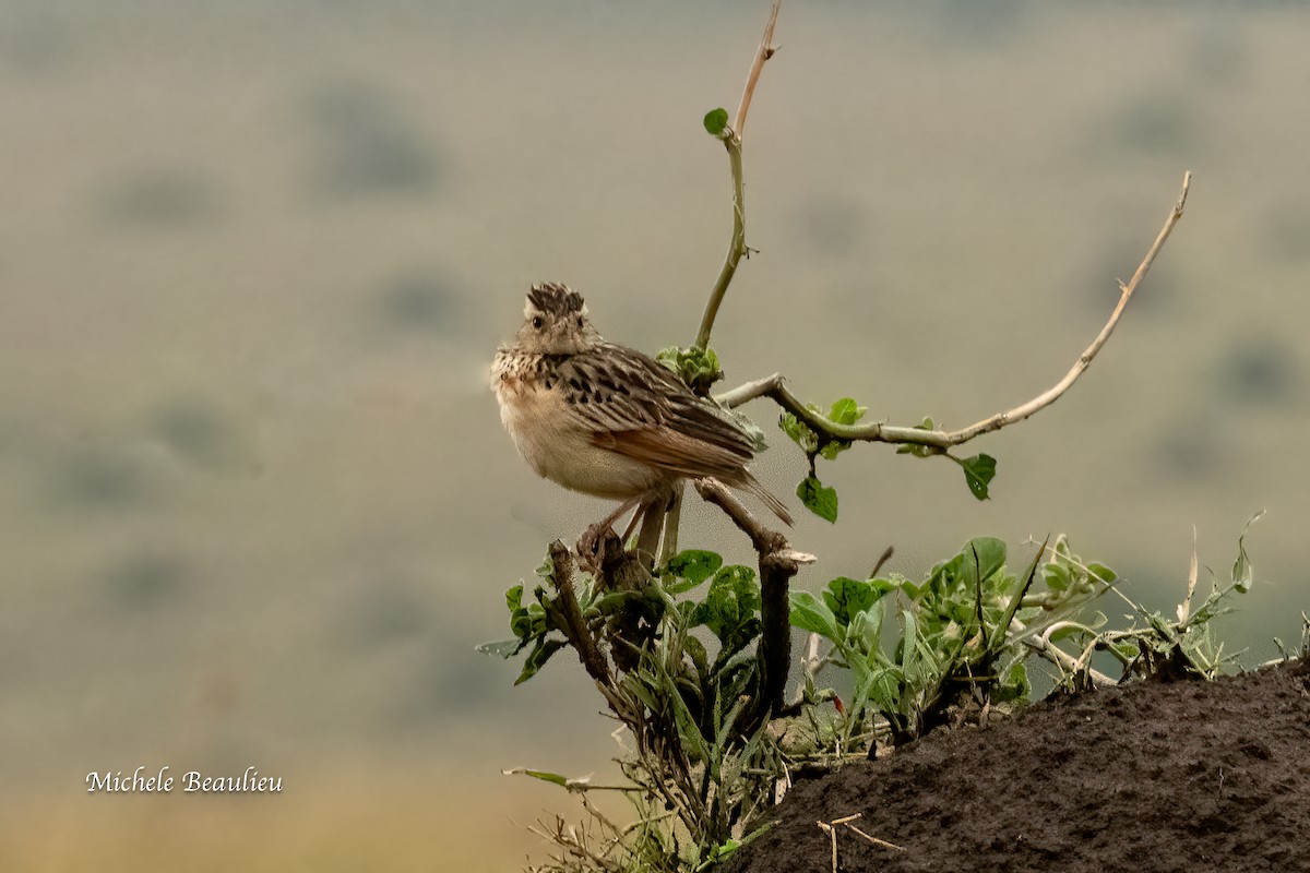 Rufous-naped Lark - ML627726521