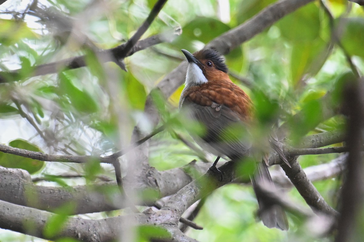 Chestnut Bulbul - ML627726645