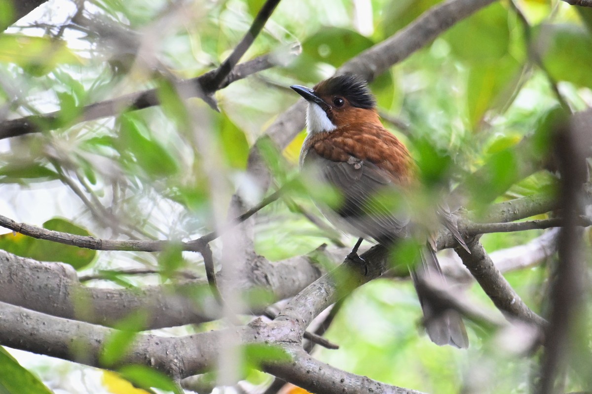 Chestnut Bulbul - ML627726646