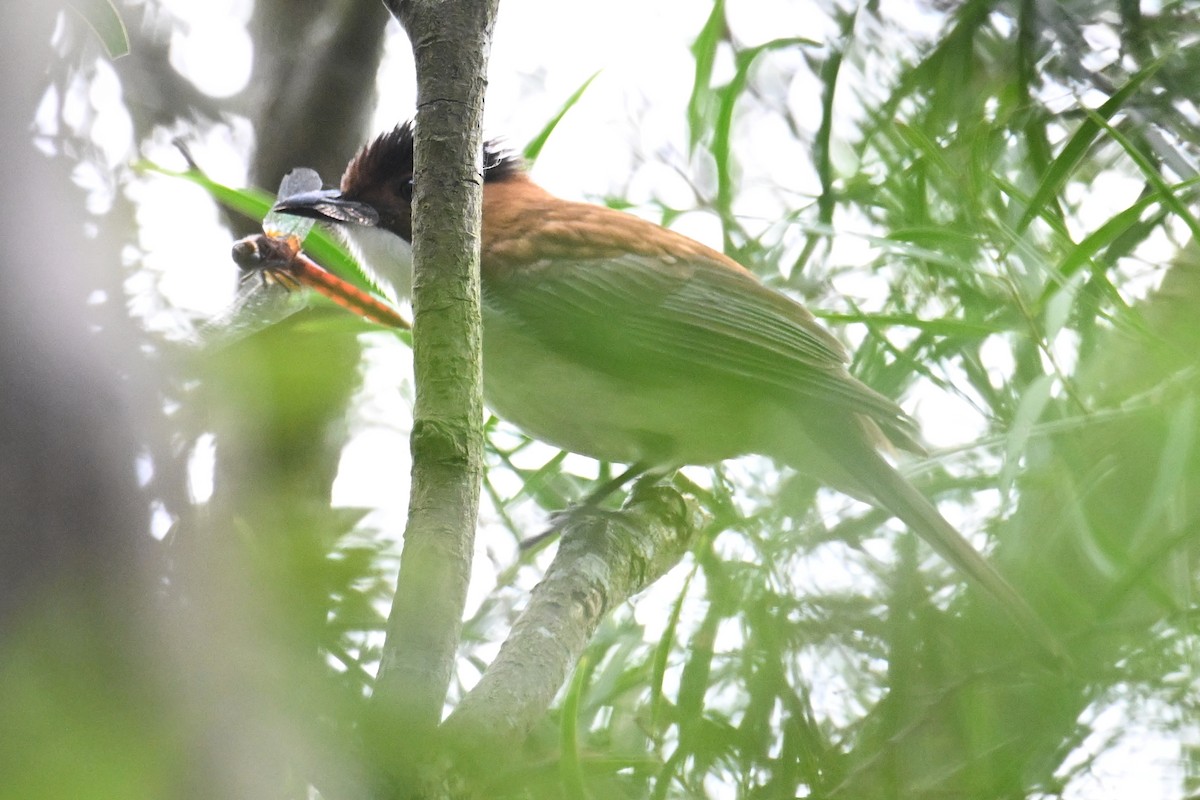 Chestnut Bulbul - ML627726647