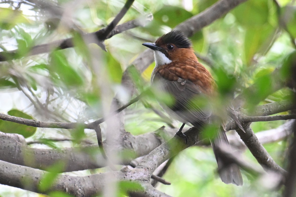 Chestnut Bulbul - ML627726648