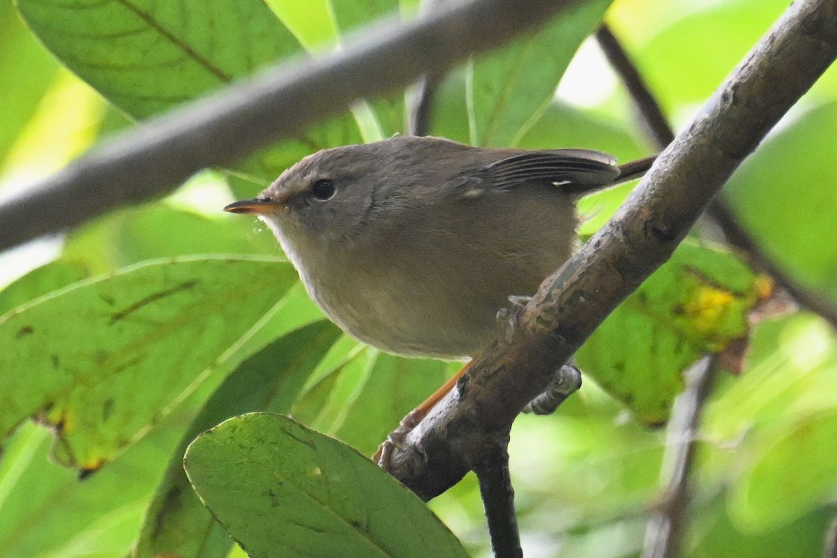 Brownish-flanked Bush Warbler - ML627726650