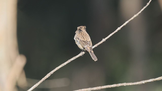 Amur Stonechat - ML627726654