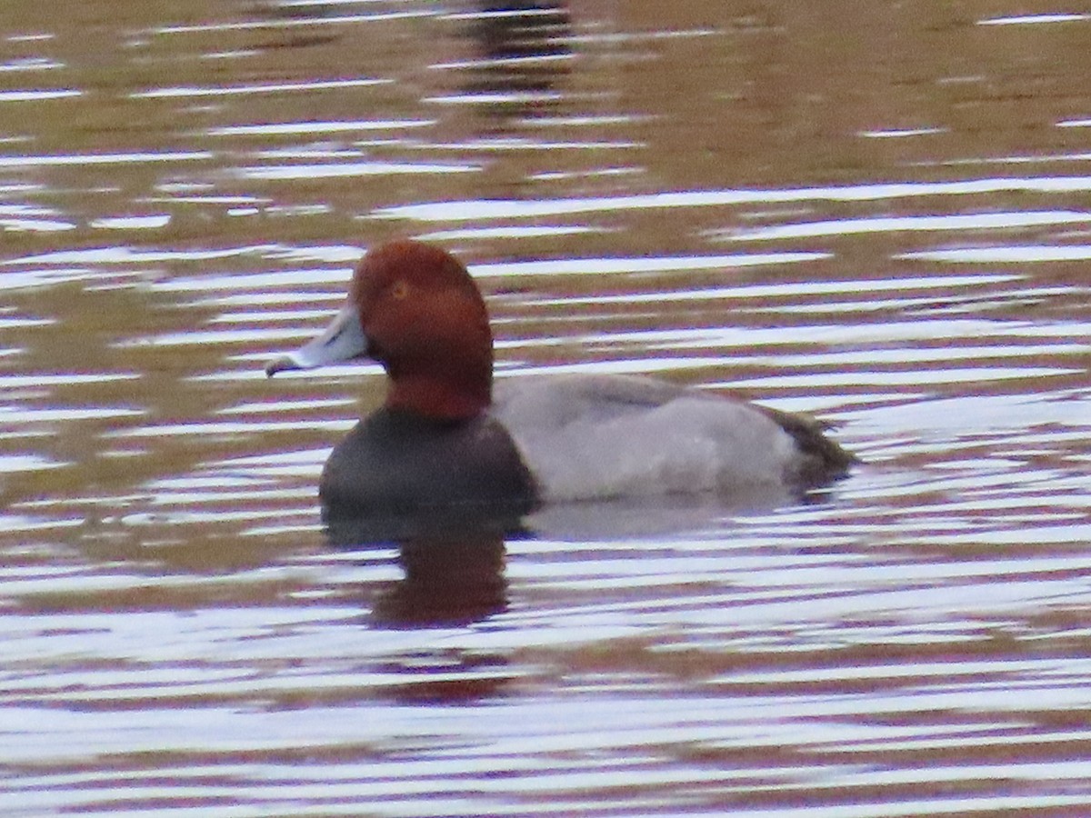 Redhead - ML627726713