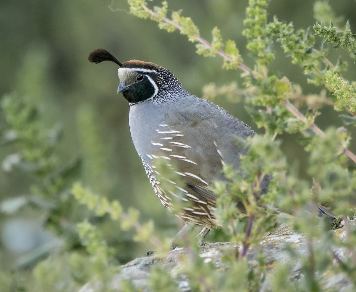 California Quail - ML627726803