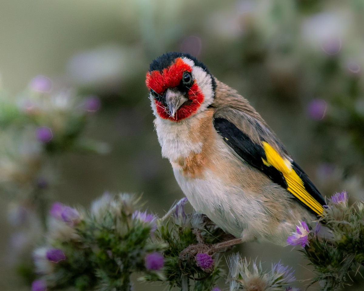 European Goldfinch - ML627726807