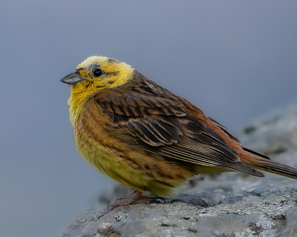 Yellowhammer - ML627726817