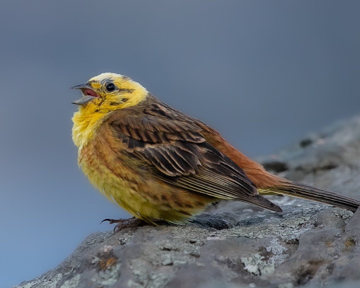 Yellowhammer - ML627726818