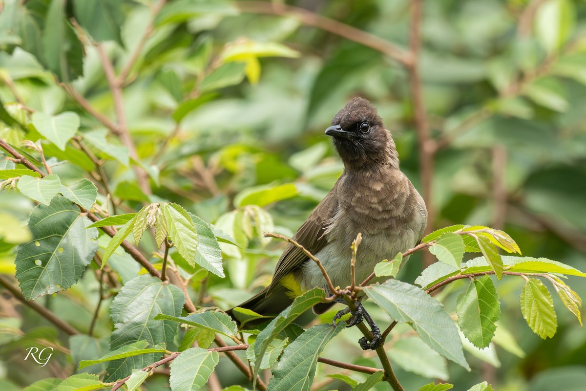 Common Bulbul - ML627726823