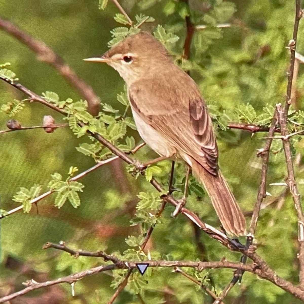 Sykes's Warbler - ML627726825