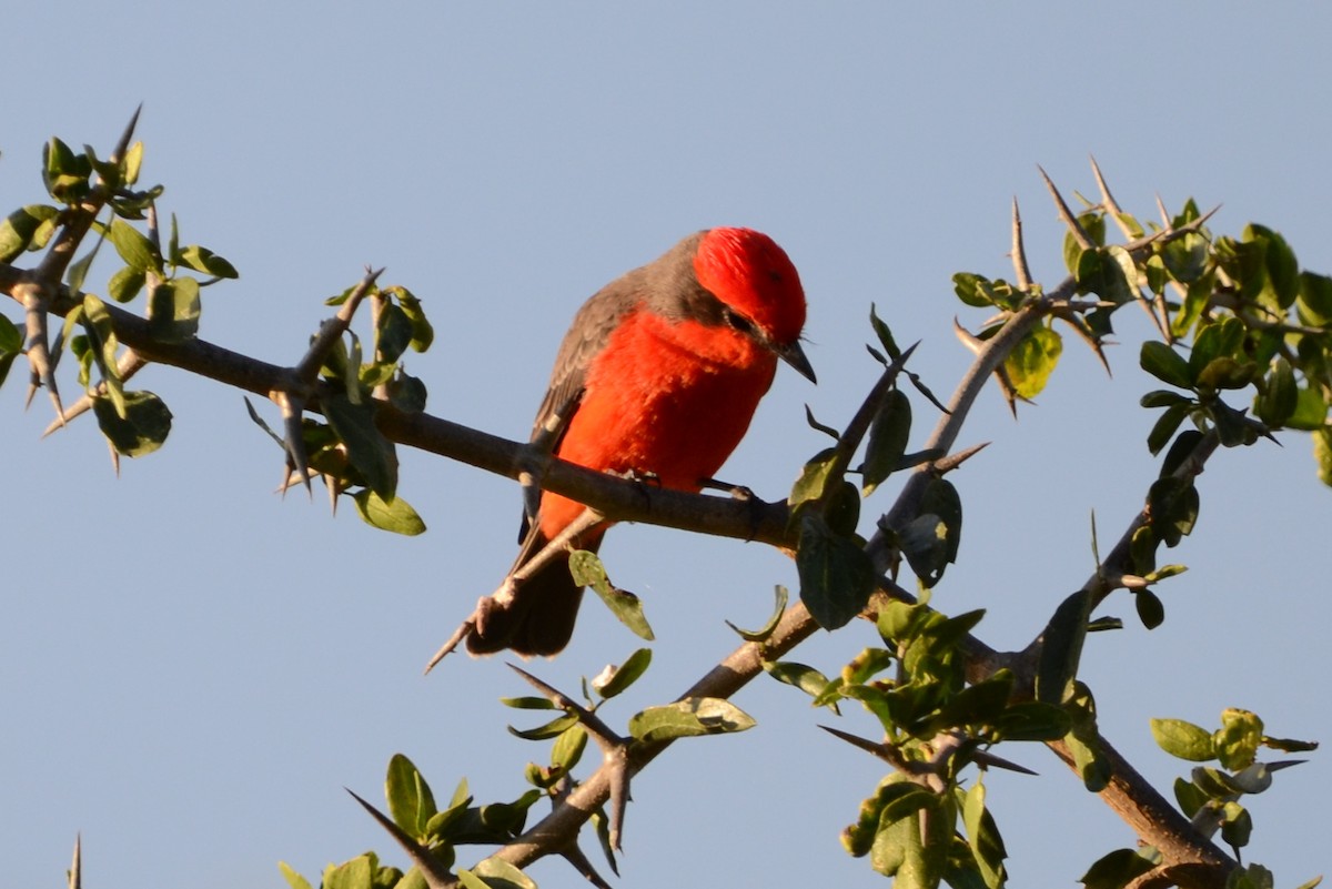 Vermilion Flycatcher - ML627726848