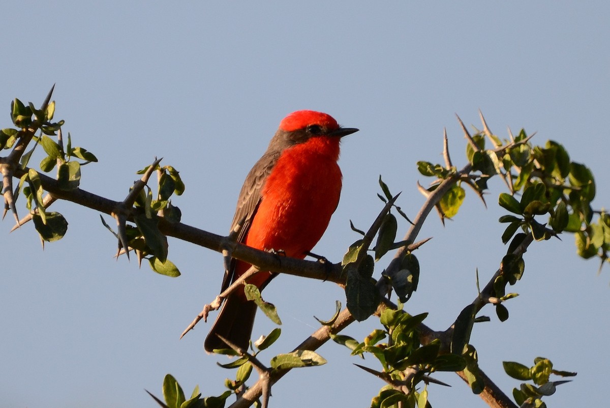 Vermilion Flycatcher - ML627726849