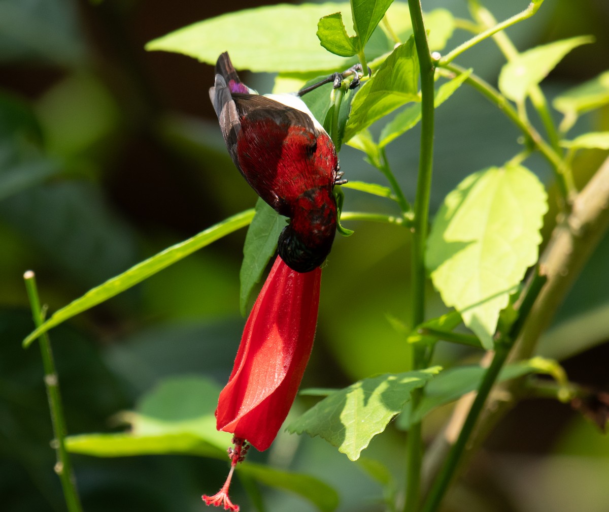 Crimson-backed Sunbird - ML627726886