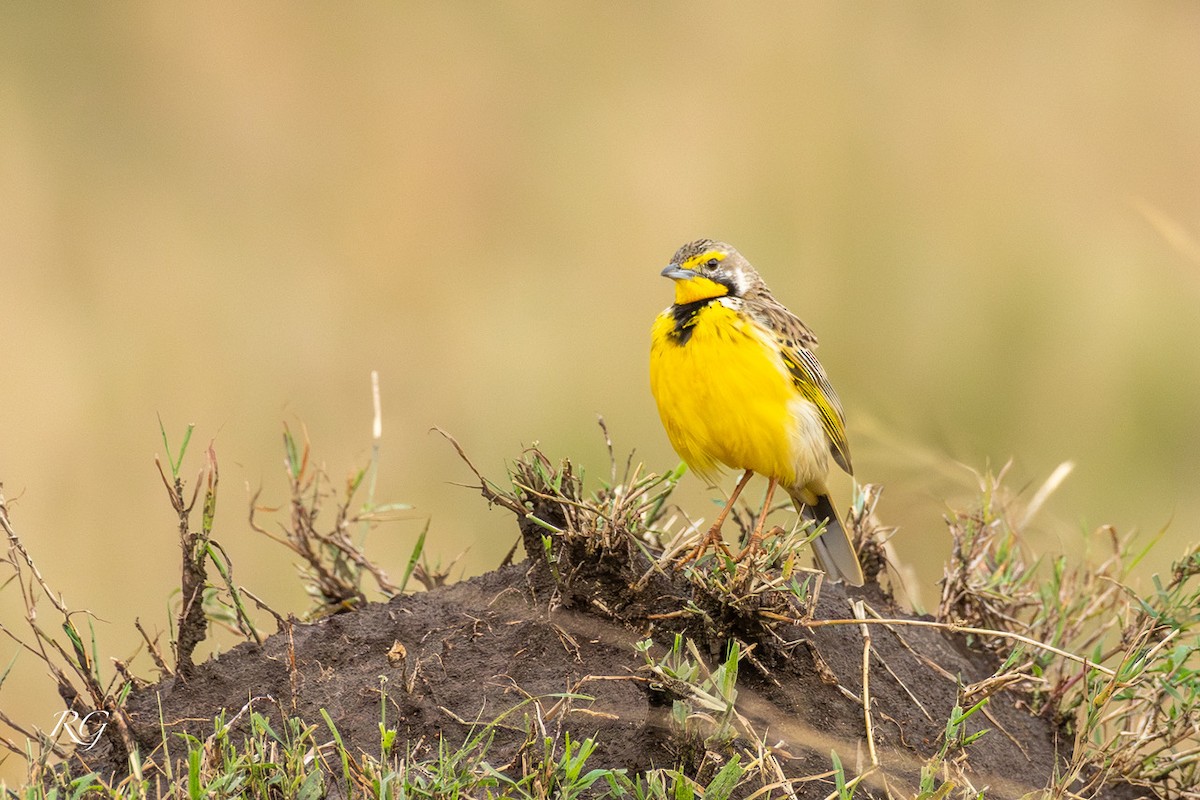 Yellow-throated Longclaw - ML627726957