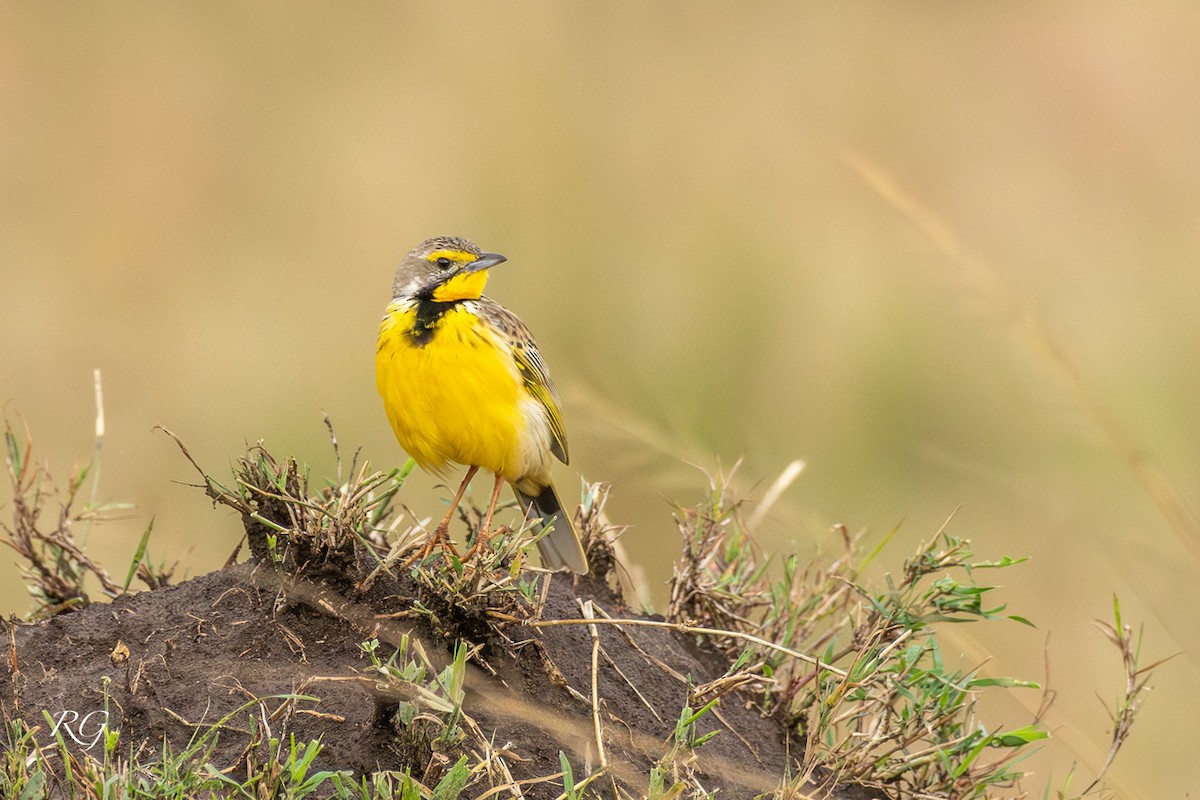 Yellow-throated Longclaw - ML627726958