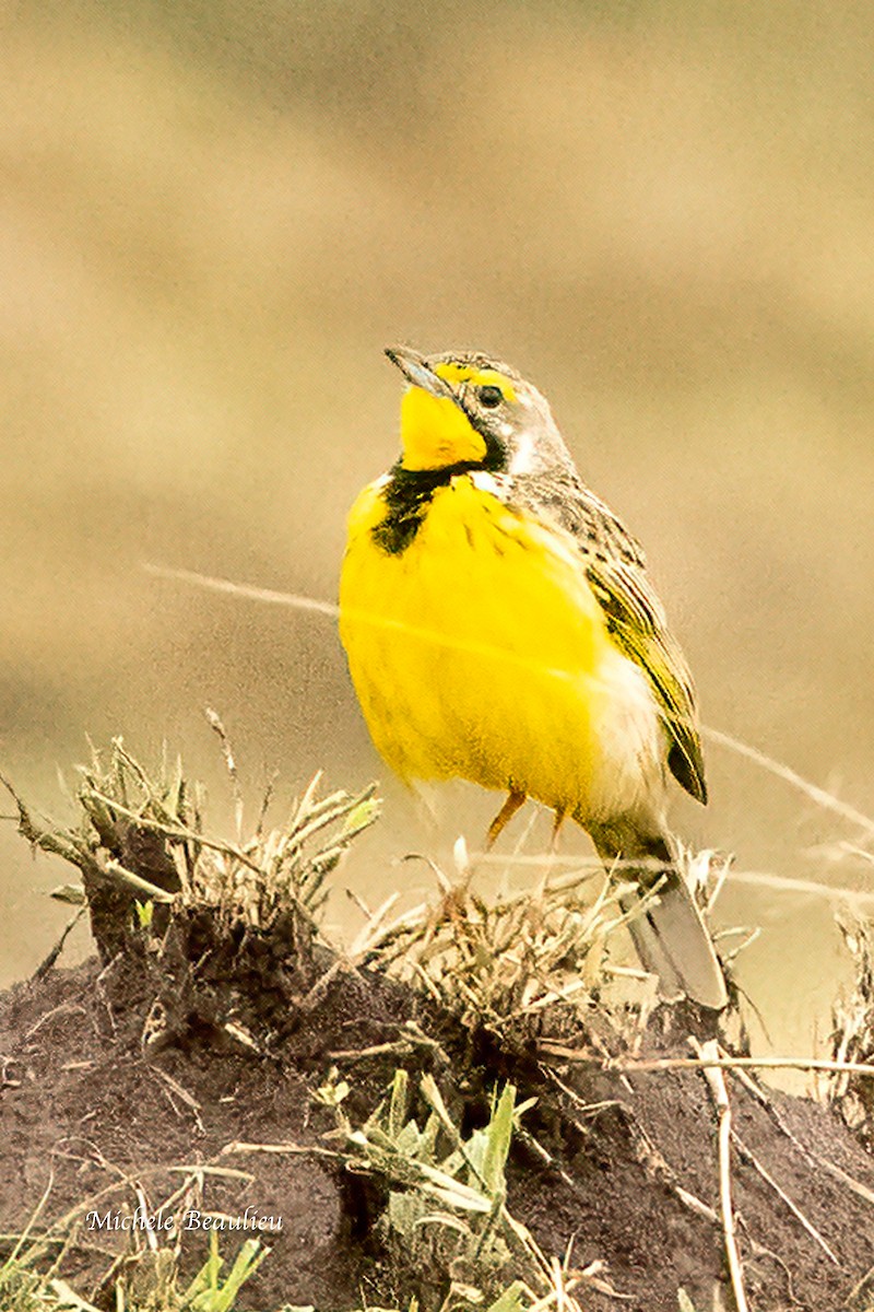 Yellow-throated Longclaw - ML627726963