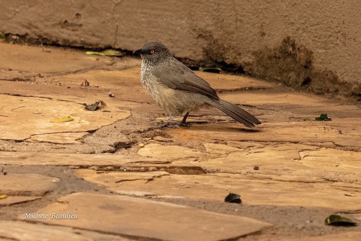 Arrow-marked Babbler - ML627727006