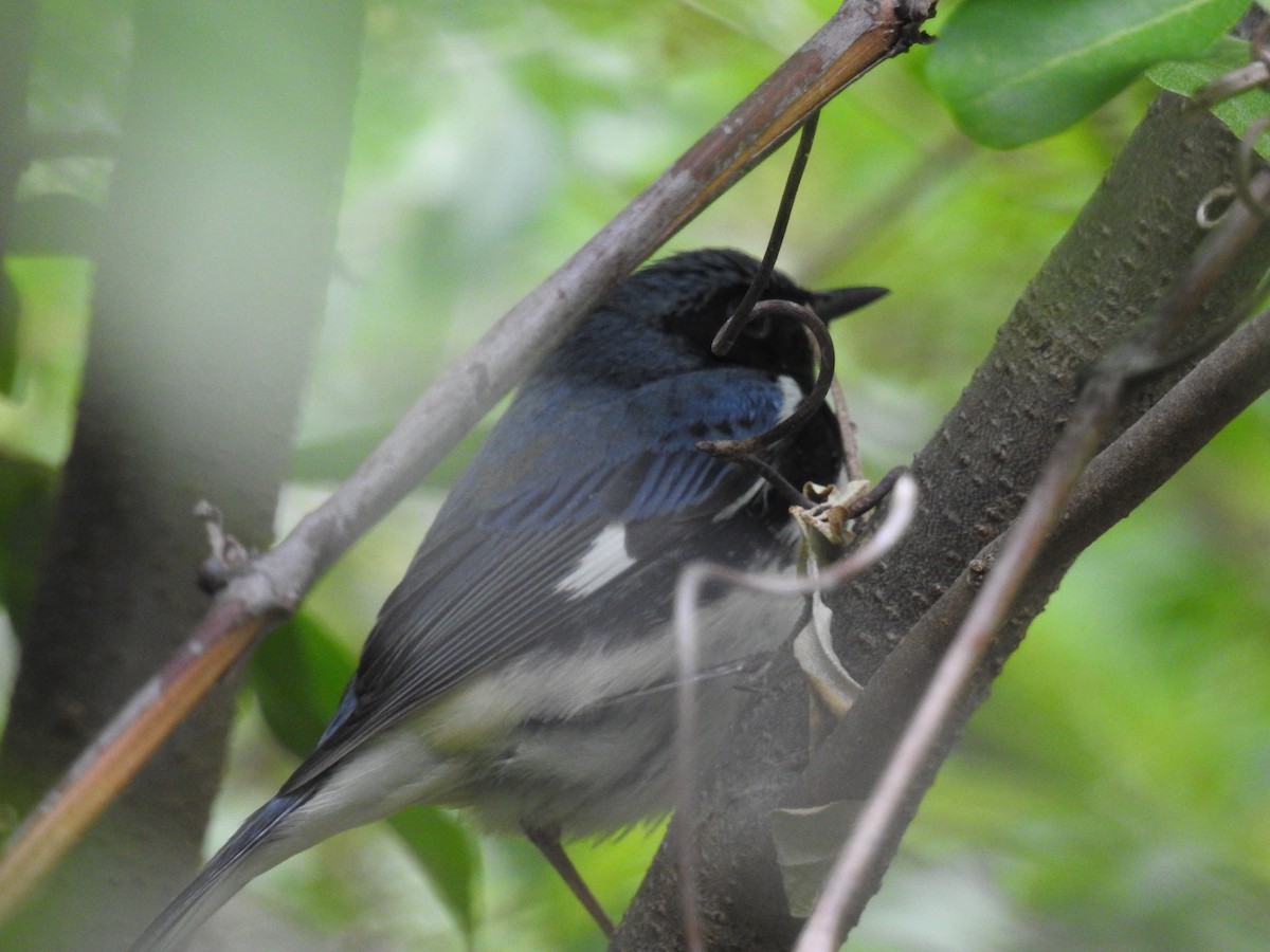 Black-throated Blue Warbler - ML627727046