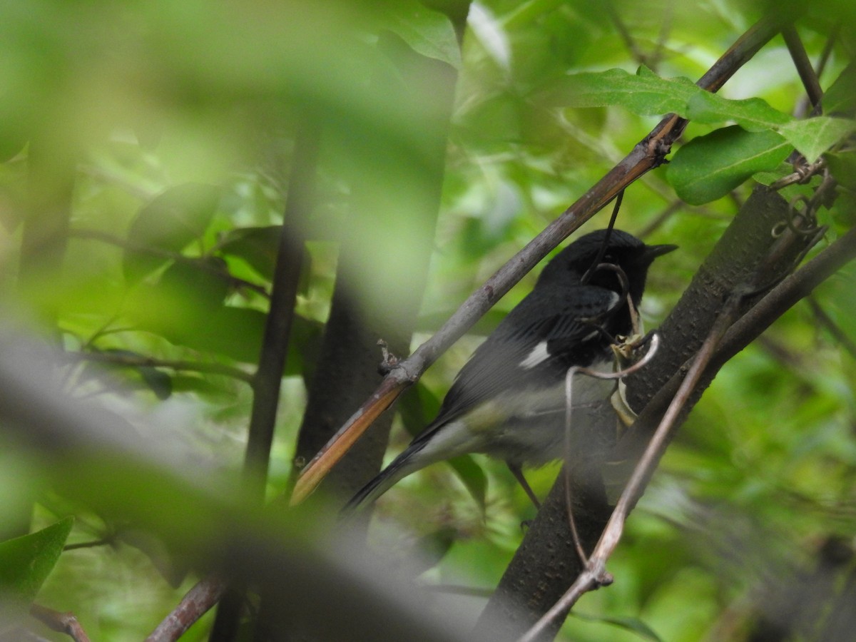 Black-throated Blue Warbler - ML627727047