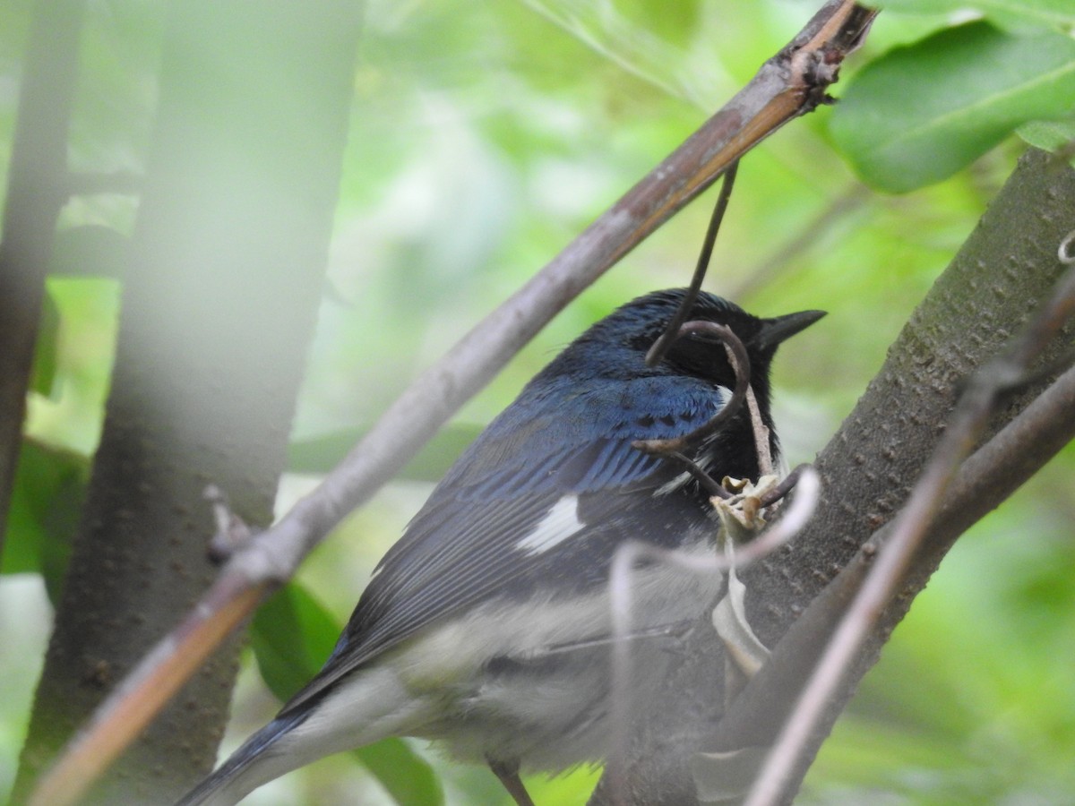 Black-throated Blue Warbler - ML627727048