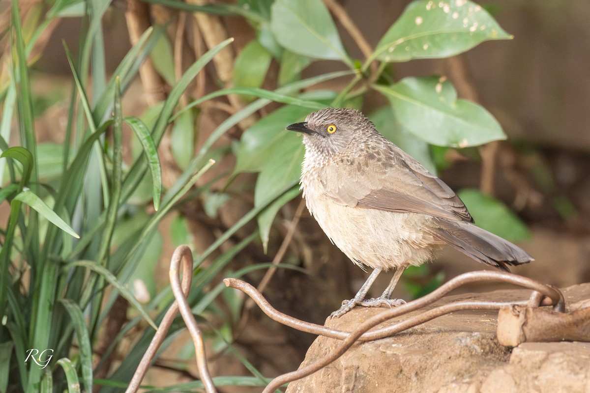 Arrow-marked Babbler - ML627727092