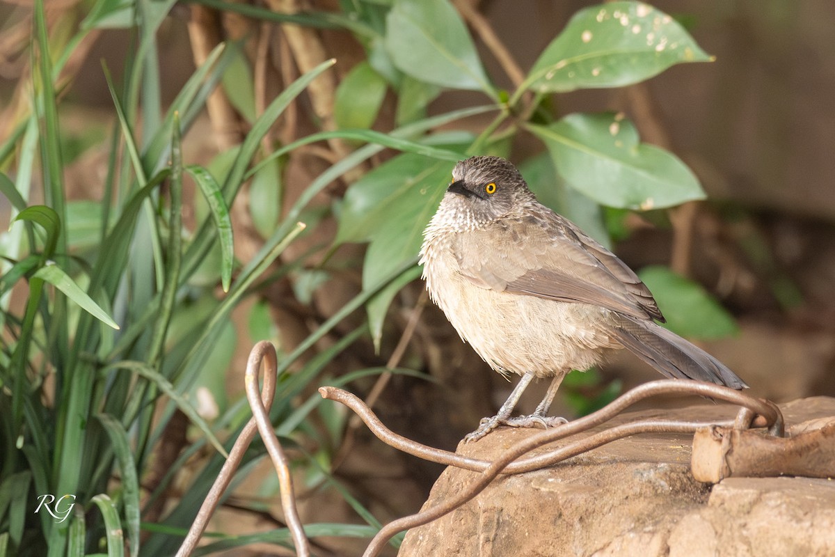 Arrow-marked Babbler - ML627727095