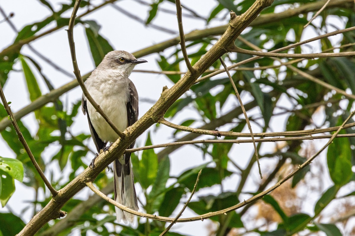 Tropical Mockingbird - ML627727224