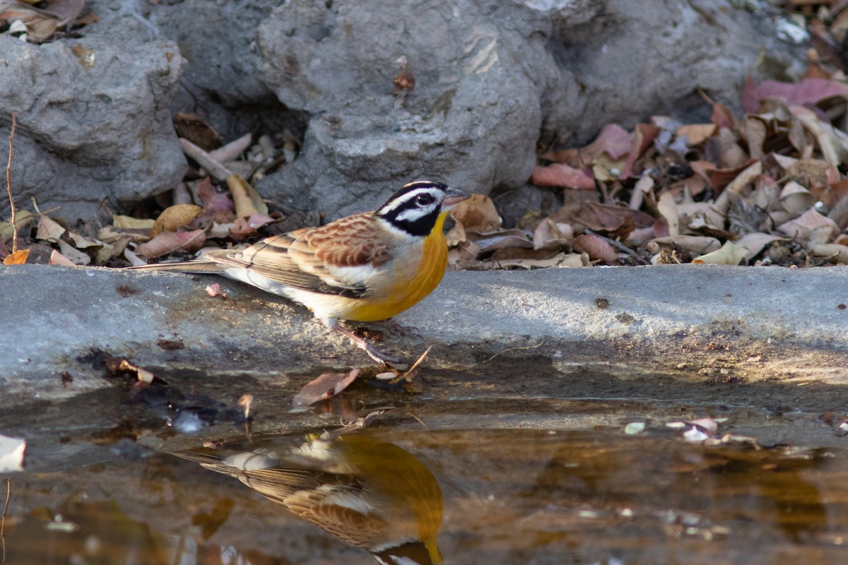 Golden-breasted Bunting - ML627727245