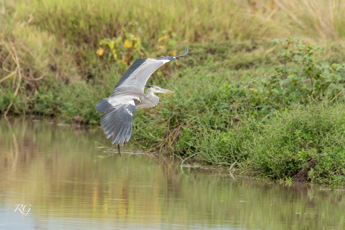 Gray Heron - ML627727247