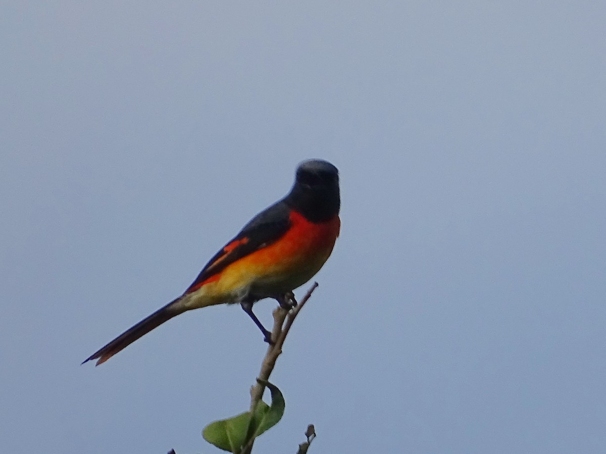 Small Minivet - ML627727268