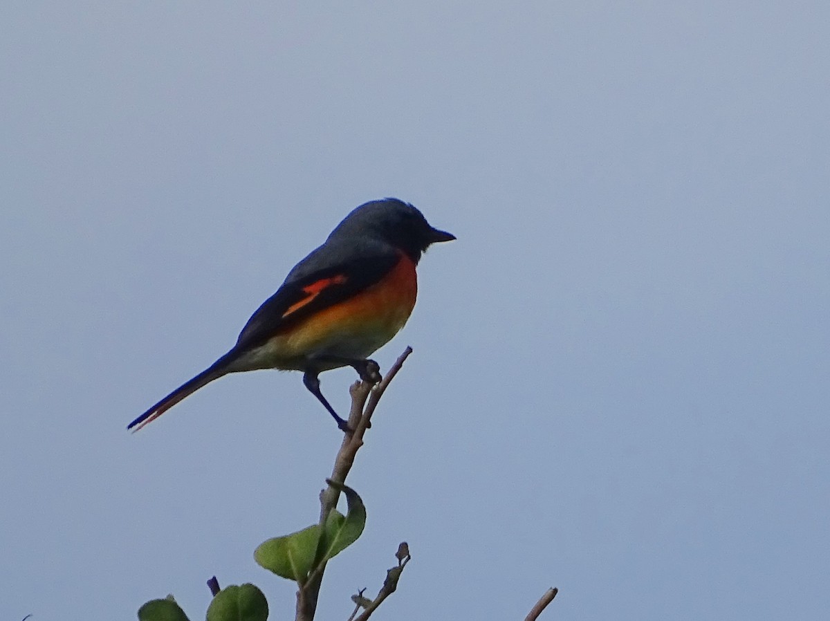 Small Minivet - ML627727269