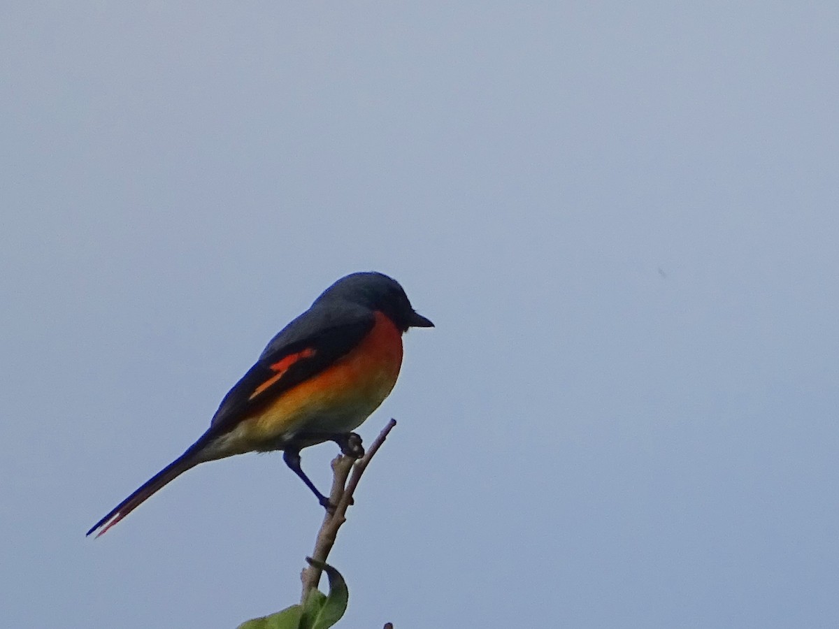 Small Minivet - ML627727271