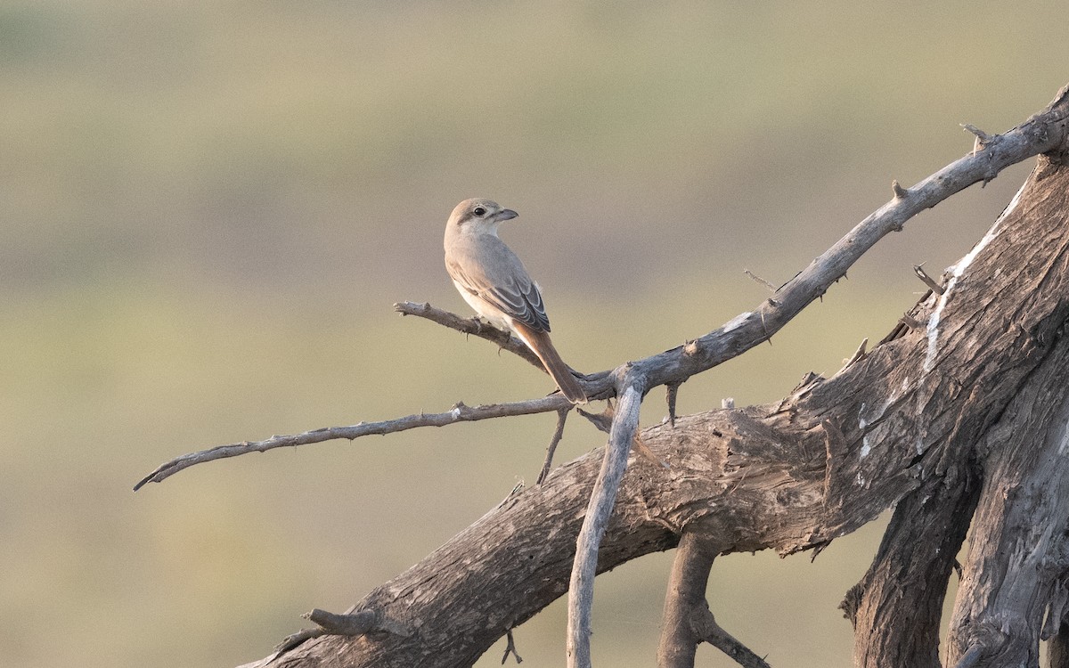 Isabelline Shrike - ML627727273