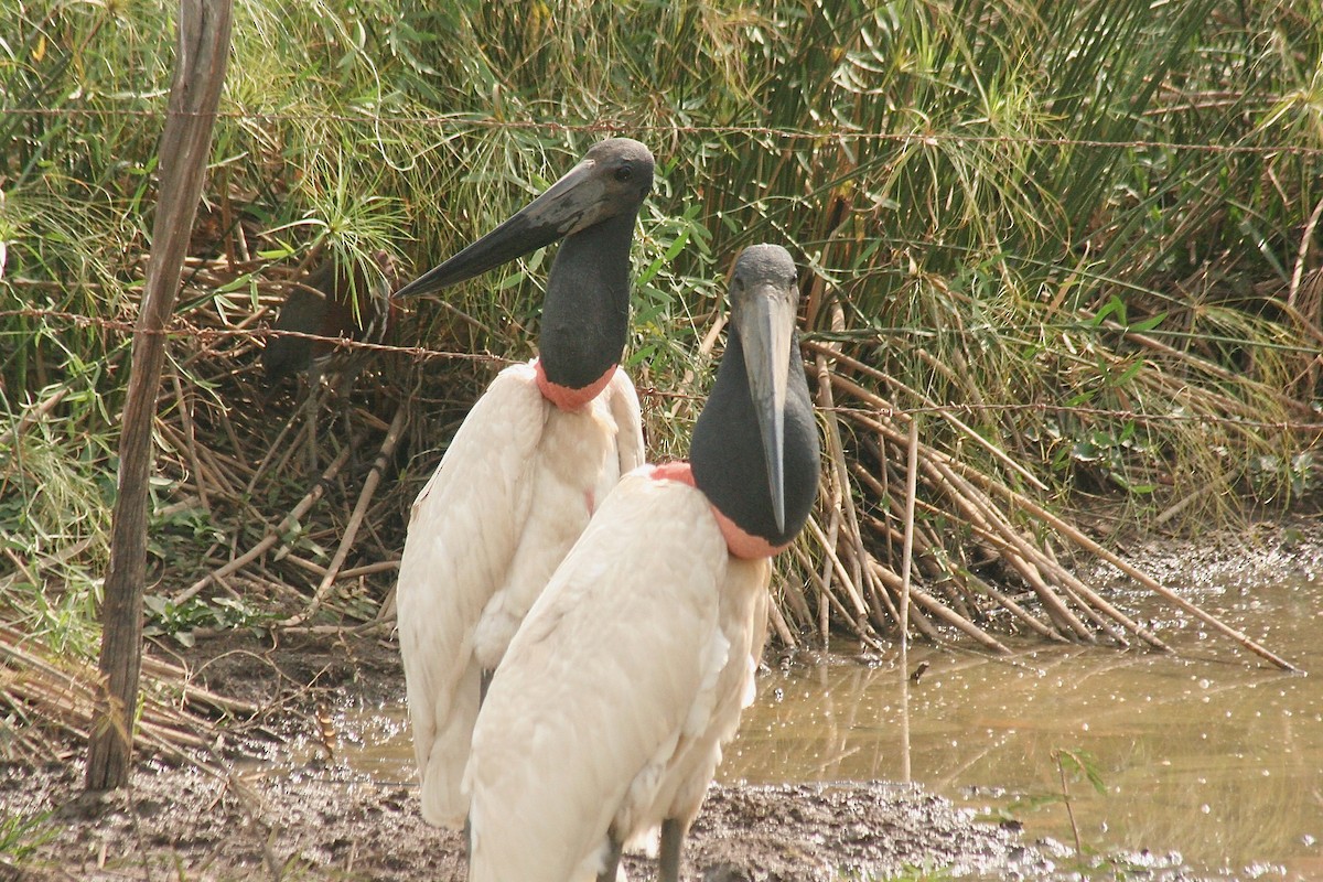 Jabiru - ML627727357