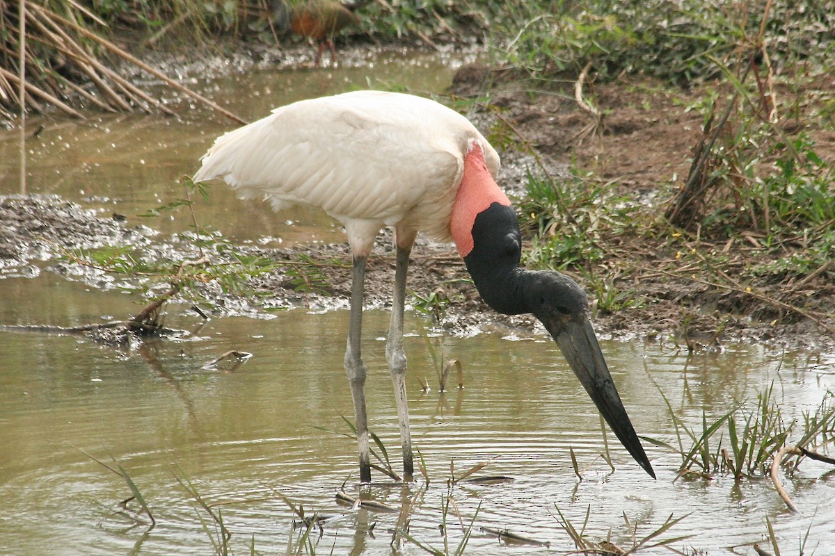 Jabiru - ML627727406