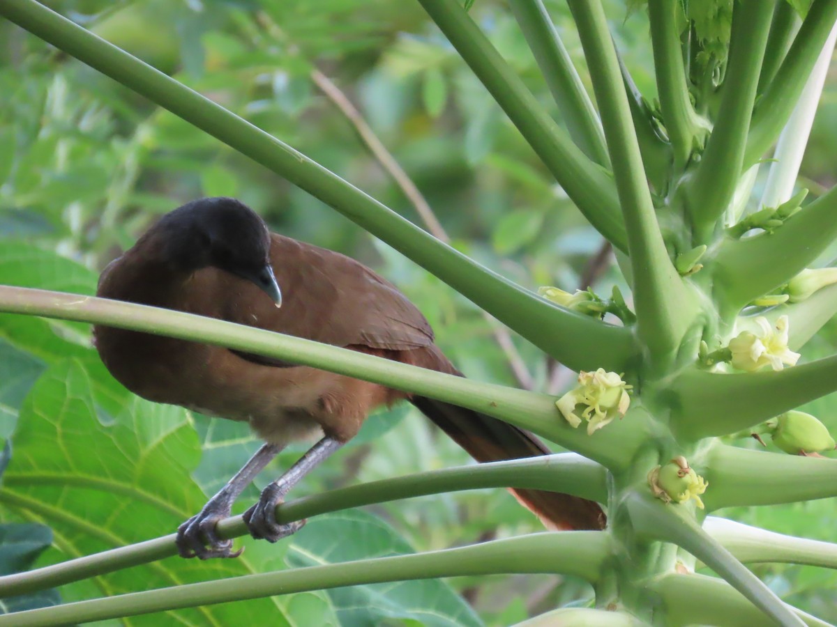 Chachalaca Culirroja - ML627727411