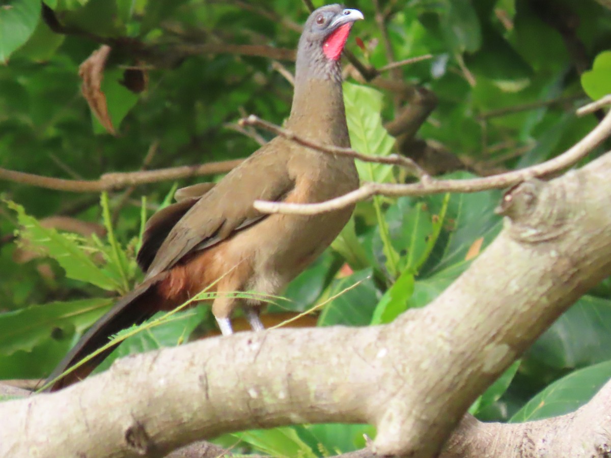 Chachalaca Culirroja - ML627727427