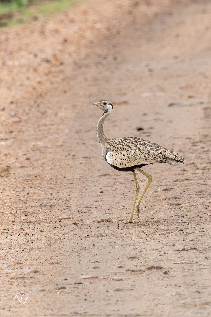 Black-bellied Bustard - ML627727429