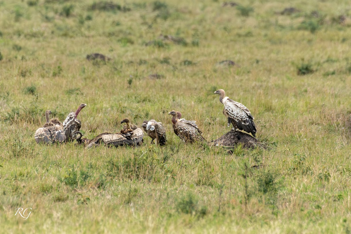 White-backed Vulture - ML627727440