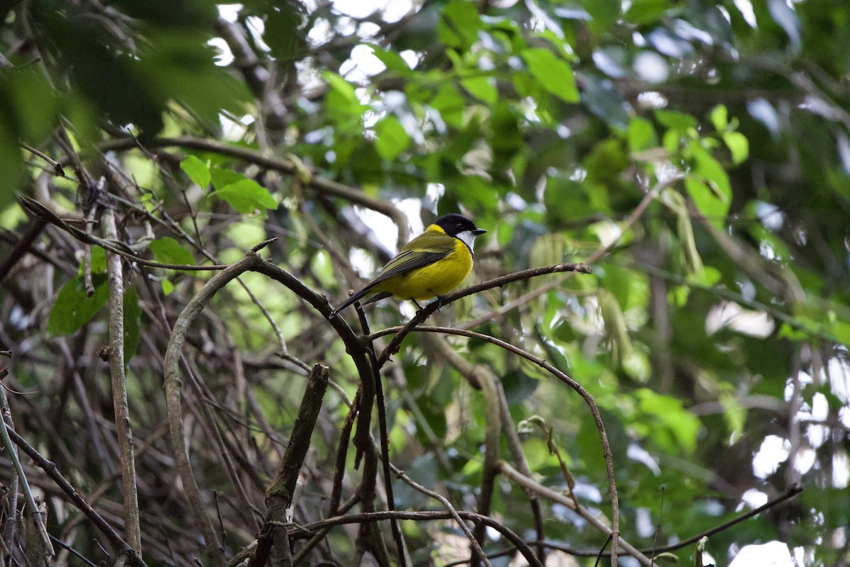 Golden Whistler (Eastern) - ML627727444