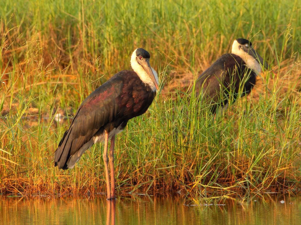 Asian Woolly-necked Stork - ML627727453