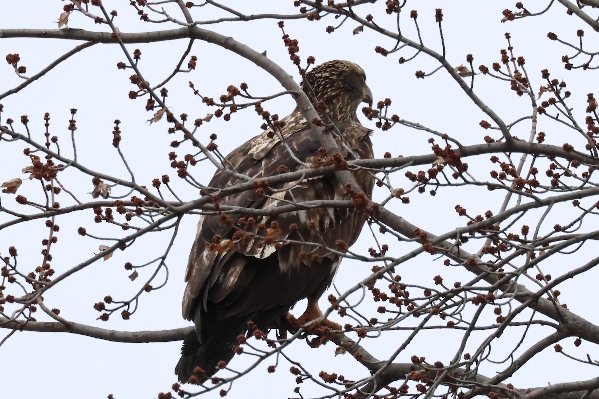 Weißkopf-Seeadler - ML627727468