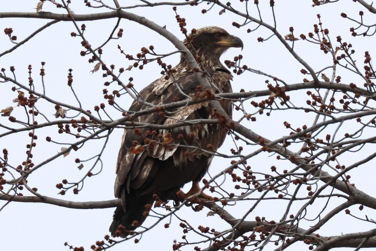 Weißkopf-Seeadler - ML627727469