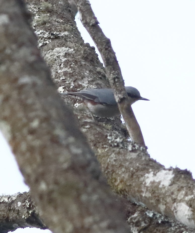 Chestnut-vented Nuthatch - ML627727547