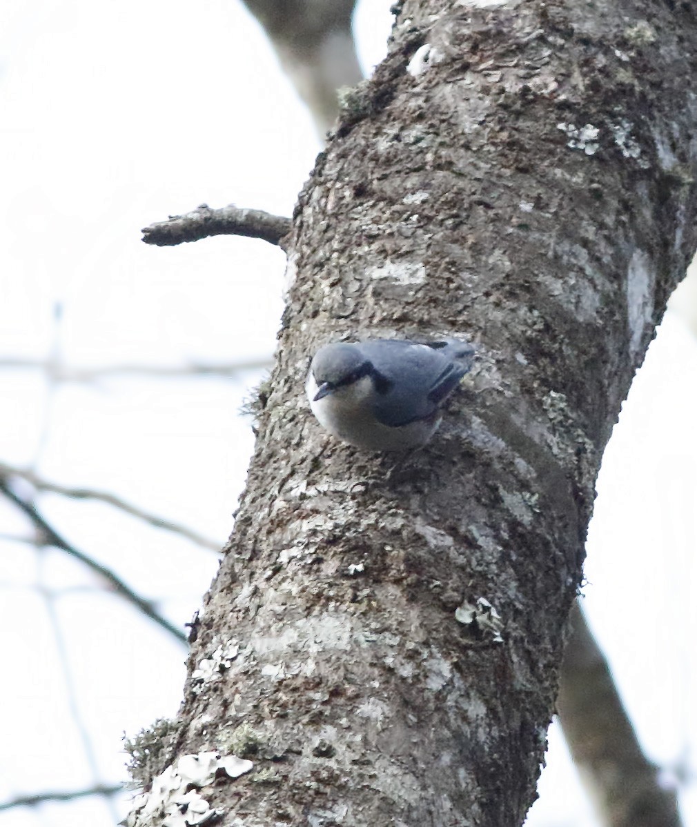 Chestnut-vented Nuthatch - ML627727548