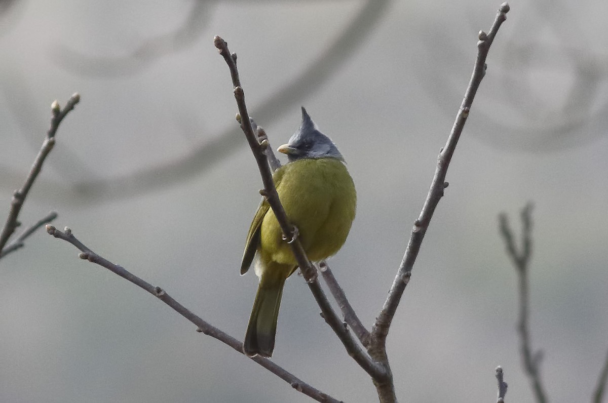 Crested Finchbill - ML627727566