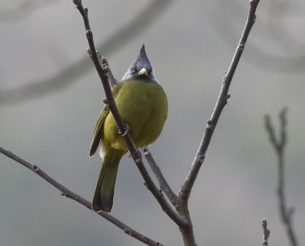 Crested Finchbill - ML627727567